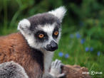 lemur kata (Lemur catta)