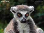 lemur kata (Lemur catta)