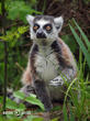 lemur kata (Lemur catta)