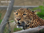 levhart jávský (Panthera pardus melas)