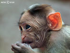 makak kápový (Macaca radiata)