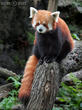 panda červená (Ailurus fulgens)