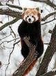 panda červená (Ailurus fulgens)