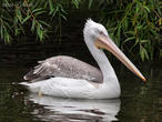 pelikán kadeřavý (Pelecanus crispus)