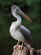 pelikán kadeřavý (Pelecanus crispus)