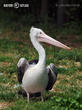 pelikán kadeřavý (Pelecanus crispus)