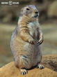psoun prériový (Cynomys ludovicianus)