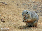 psoun prériový (Cynomys ludovicianus)