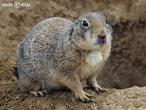 psoun prériový (Cynomys ludovicianus)