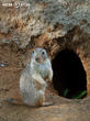 psoun prériový (Cynomys ludovicianus)