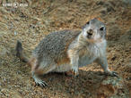 psoun prériový (Cynomys ludovicianus)