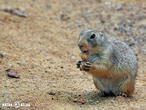 psoun prériový (Cynomys ludovicianus)