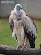sup himalájský (Gyps himalayensis)