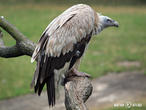 sup himalájský (Gyps himalayensis)