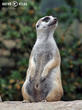surikata (Suricata suricatta)