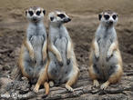 surikata (Suricata suricatta)