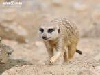 surikata (Suricata suricatta)