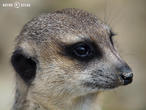 surikata (Suricata suricatta)