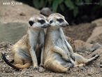 surikata (Suricata suricatta)
