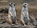 surikata (Suricata suricatta)