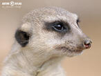 surikata (Suricata suricatta)