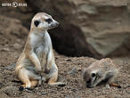 surikata (Suricata suricatta)