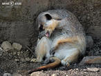 surikata (Suricata suricatta)