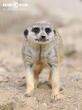 surikata (Suricata suricatta)