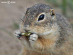 sysel obecný (Spermophilus citellus)