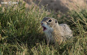 sysel obecný (Spermophilus citellus)