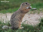 sysel obecný (Spermophilus citellus)
