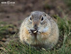 sysel obecný (Spermophilus citellus)