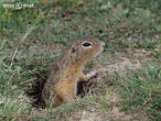 sysel obecný (Spermophilus citellus)