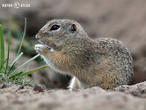sysel obecný (Spermophilus citellus)