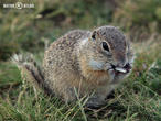 sysel obecný (Spermophilus citellus)