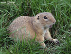 sysel obecný (Spermophilus citellus)