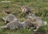sysel obecný (Spermophilus citellus)