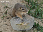 sysel obecný (Spermophilus citellus)