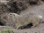 sysel obecný (Spermophilus citellus)