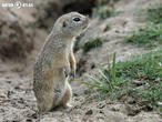 sysel obecný (Spermophilus citellus)