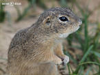 sysel obecný (Spermophilus citellus)