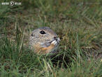 sysel obecný (Spermophilus citellus)