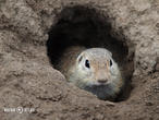 sysel obecný (Spermophilus citellus)