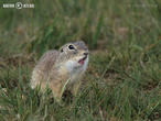 sysel obecný (Spermophilus citellus)