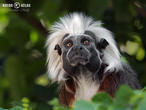 tamarín pinčí (Saguinus oedipus)