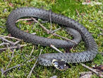 užovka obojková (Natrix natrix)