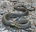 užovka obojková (Natrix natrix)