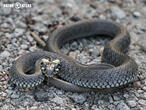 užovka obojková (Natrix natrix)