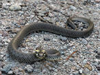 užovka obojková (Natrix natrix)