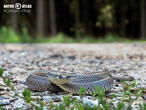 užovka obojková (Natrix natrix)